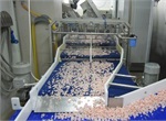 Shrimp Processing Plant